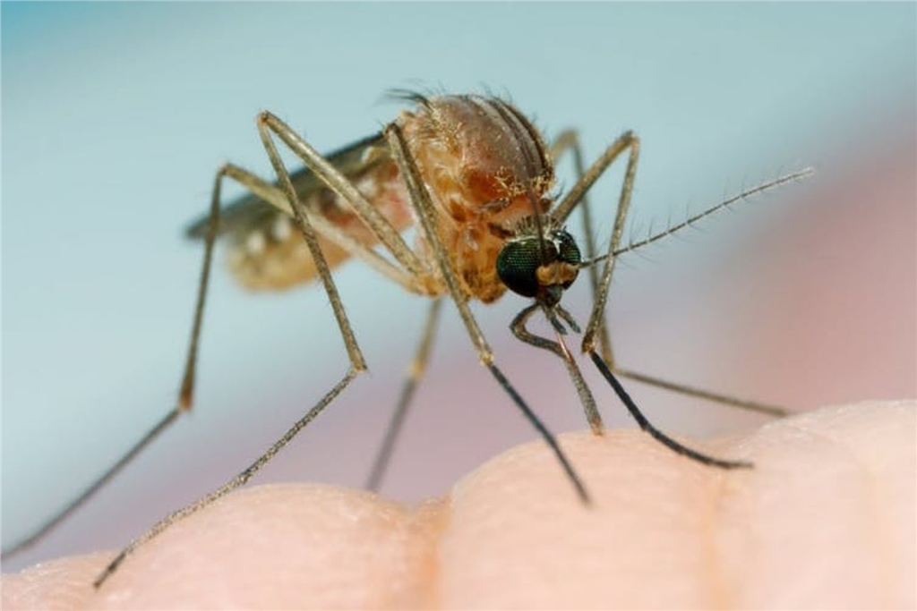 這是蚊子在你耳邊嗡嗡作響，棕色的房子蚊子（Culex quinquefasciatus）最常進入室內，晚上會在你的臥室裡嗡嗡作響。