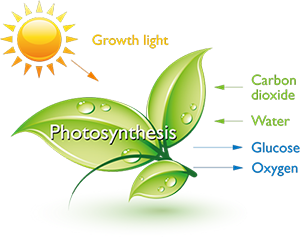 http://www.lighting.philips.com/b-dam/b2b-li/en_AA/products/Horticulture/blog/light-and-growth/how-does-light-affect-plants-and-people-differently/2-v2.png