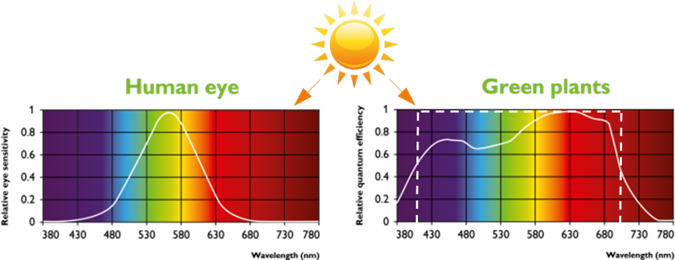 http://www.lighting.philips.com/b-dam/b2b-li/en_AA/products/Horticulture/blog/light-and-growth/how-does-light-affect-plants-and-people-differently/3.png