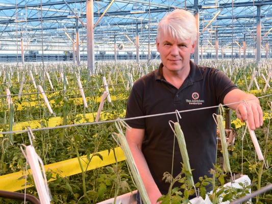Van Adrichem in his greenhouse treated with AntiReflect solution