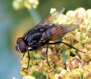http://www.mypmp.net/wp-content/uploads/2017/08/PMP0817_Musca-autumnalis-Muscid-fly-20100718.jpg