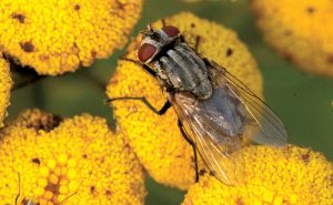 http://www.mypmp.net/wp-content/uploads/2017/08/Musca.autumnalis.female.jpg