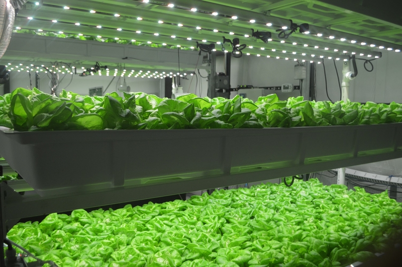 https://cdn.uanews.arizona.edu/s3fs-public/styles/gallery-large-800x600/public/story-images/Lettuce%20at%20UAg%20Farm.JPG?gZbuDaXqCd_UjNouqqND7LqBc1dqB3Yr=&itok=7xqOUxiX&_ga=2.250649539.419694844.1521782452-1581005923.1521782452