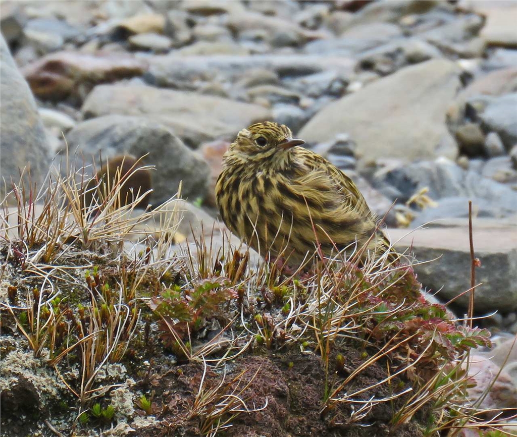 http://wpmedia.vancouversun.com/2018/03/img_3379-south-georgia-pipit-nr-2.jpg?w=640&quality=55&strip=all