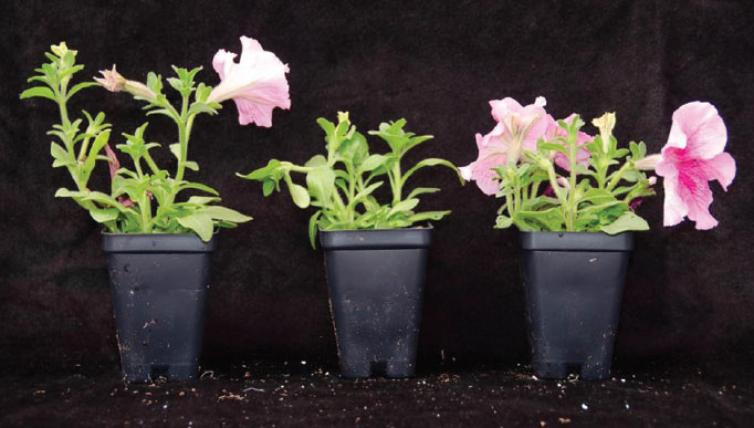 FIG. 1. Petunias exhibit differences when grown in a greenhouse under no supplemental lighting (left), HPS supplemental lighting (middle), and LED lighting (right).